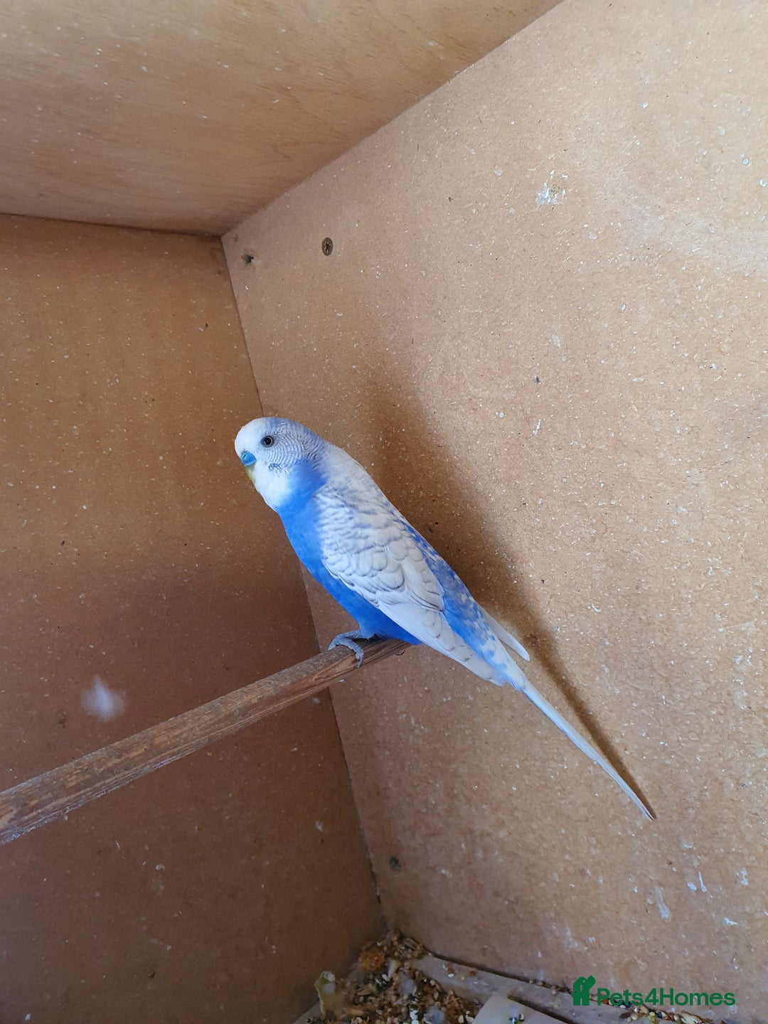 Budgerigars birds for sale: Breeding pair of budgies - Image 3