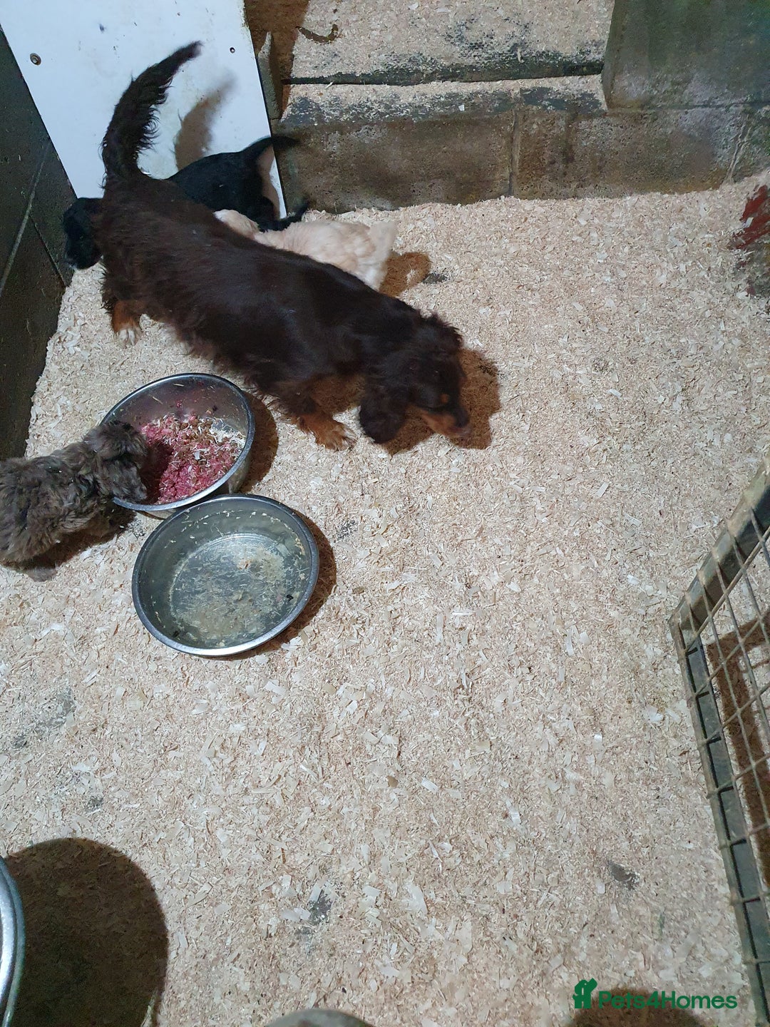 Cockapoo dogs for sale: cockapoo f1 puppies - Image 2