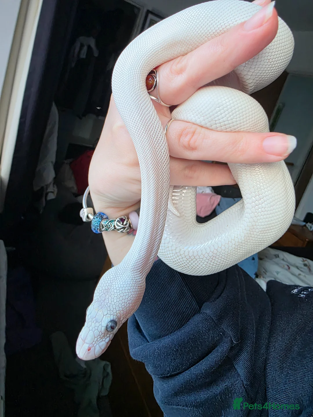 Python Snake reptiles for sale: Blue eyed lucistic royal python and vivarium  - Advert 1