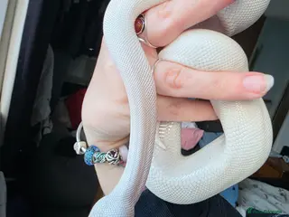 Python Snake reptiles Blue eyed lucistic royal python and vivarium - Advert 20