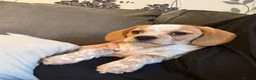 Mixed Breed dogs for sale: 6 month old pup  - Advert 26