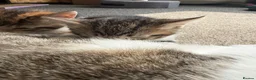 Mixed Breed cats for sale: Kittens for sale  - Advert 10