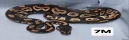 Python Snake reptiles for sale: Hatchling Male Royal Python's  - Advert 10