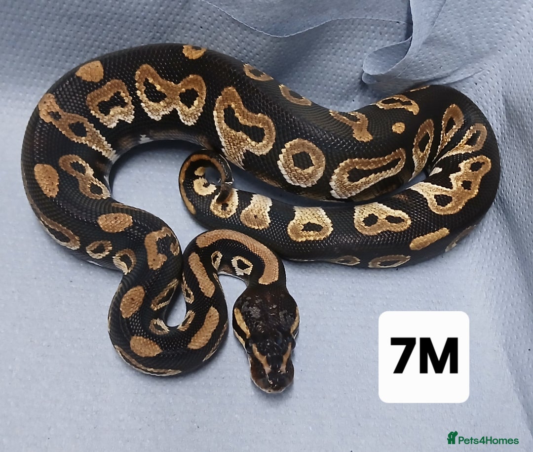 Python Snake reptiles for sale: Hatchling Male Royal Python's  - Advert 10