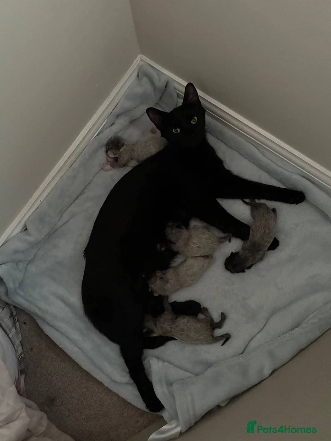 Mixed Breed cats for sale: Grey/black kitten  - Advert 2
