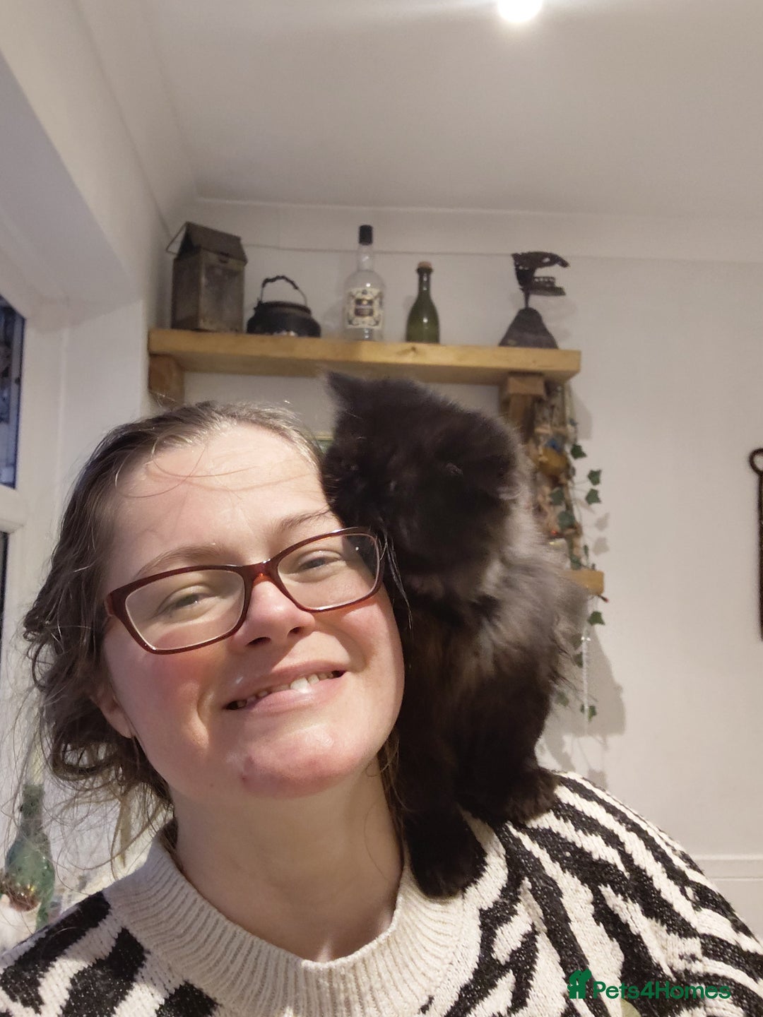 Persian cats for sale: Beautiful 5 month old pure persian boy  - Advert 5