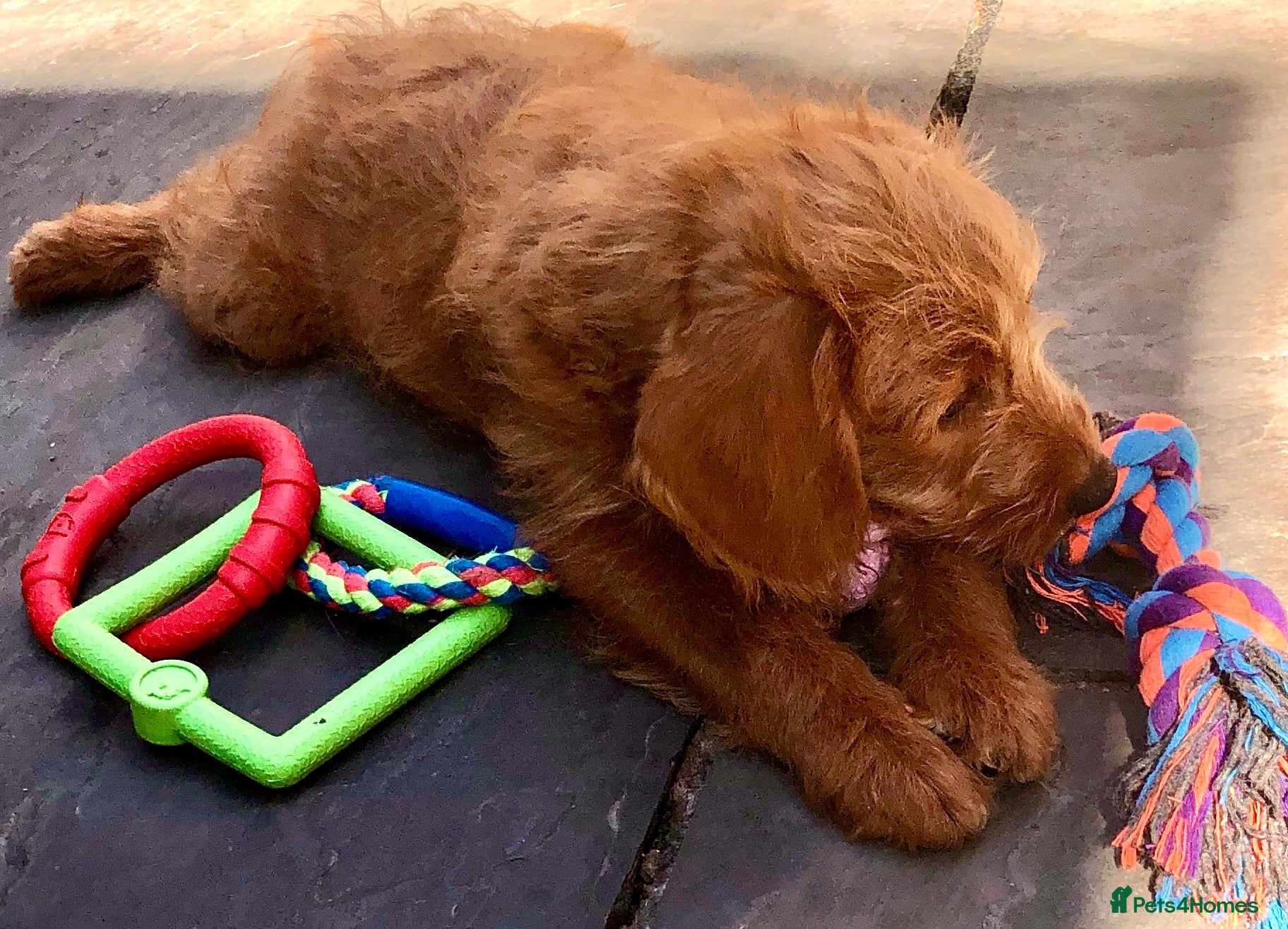 Labradoodle dogs keiras red fox miniature labradoodles  - Advert 2