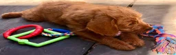 Labradoodle dogs for sale: keiras red fox miniature labradoodles  - Advert 10