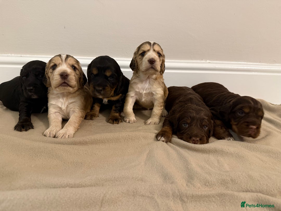Cocker Spaniel dogs for sale: 2 girls left! Litter of 6 adorable kc reg puppies  - Advert 13