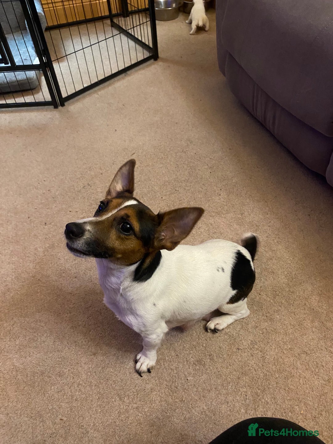 Jack Russell dogs for sale: Small Jack Russell pups  - Image 9