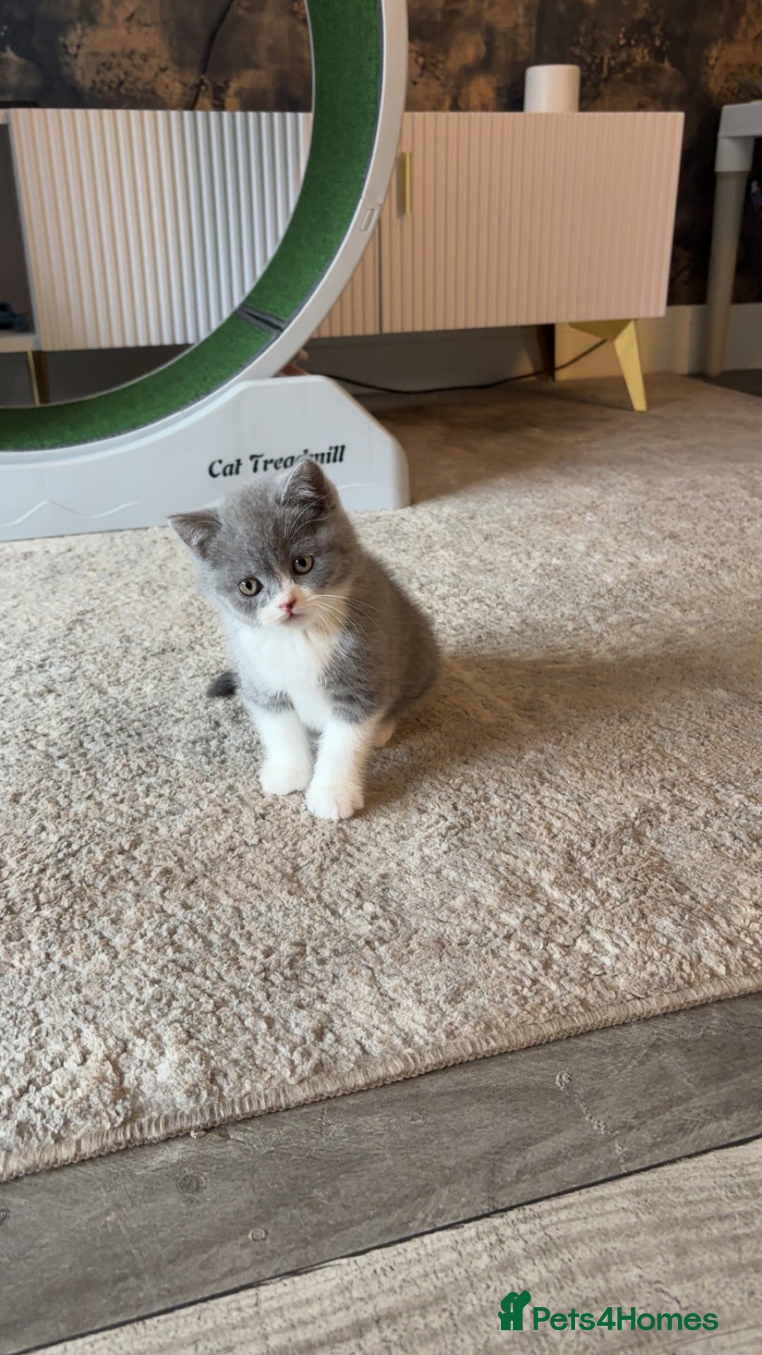 British Shorthair cats for sale: British short hair kittens - Image 8