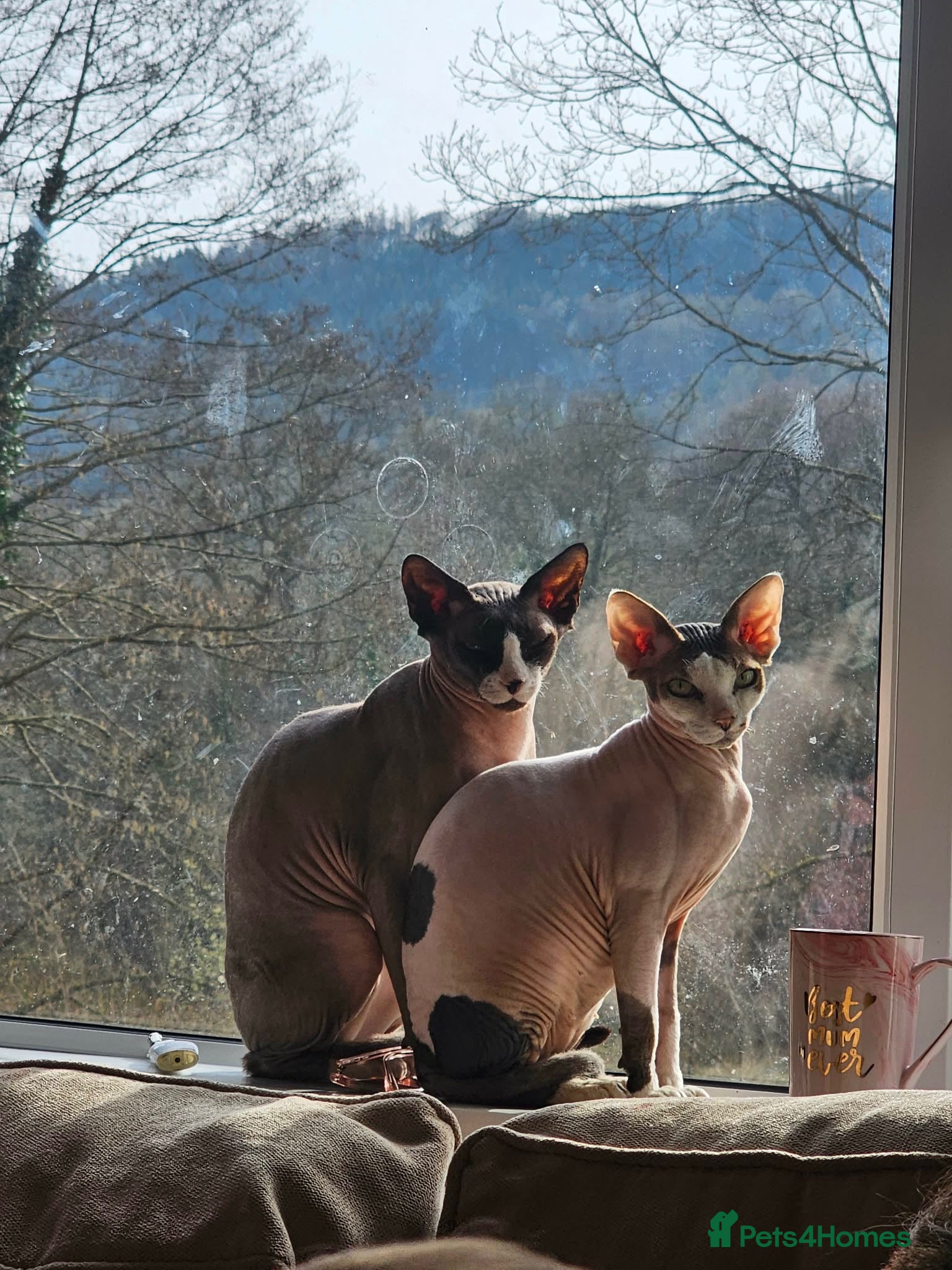 Sphynx cats 2x Sphynx for rehoming  - Advert 2
