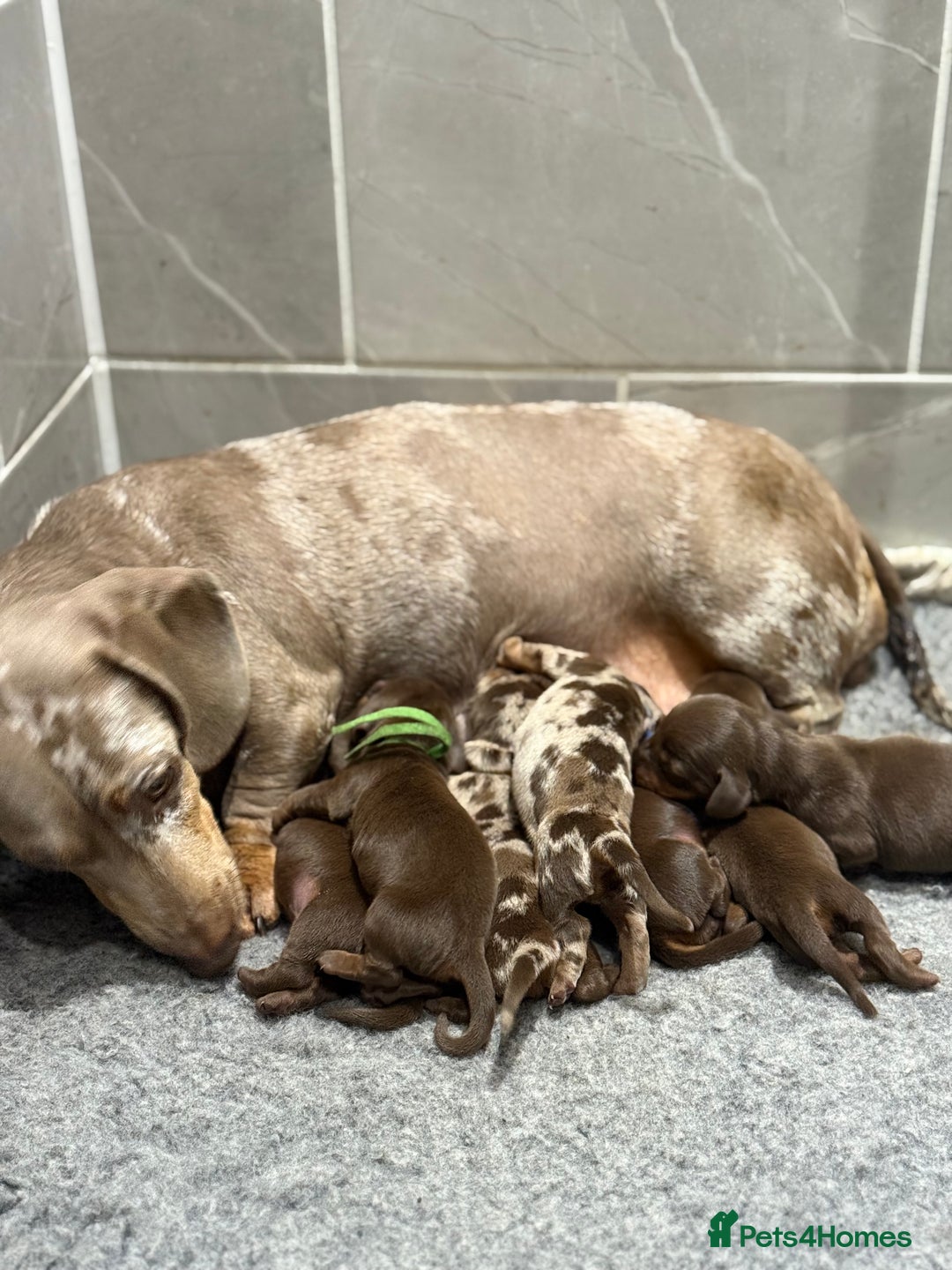 Miniature Dachshund dogs for sale: Kc reg choc tweed dapple & choc n tan  - Advert 2