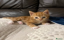 Mixed Breed cats for sale: 3 friendly fluffy female kittens for sale - Image 9
