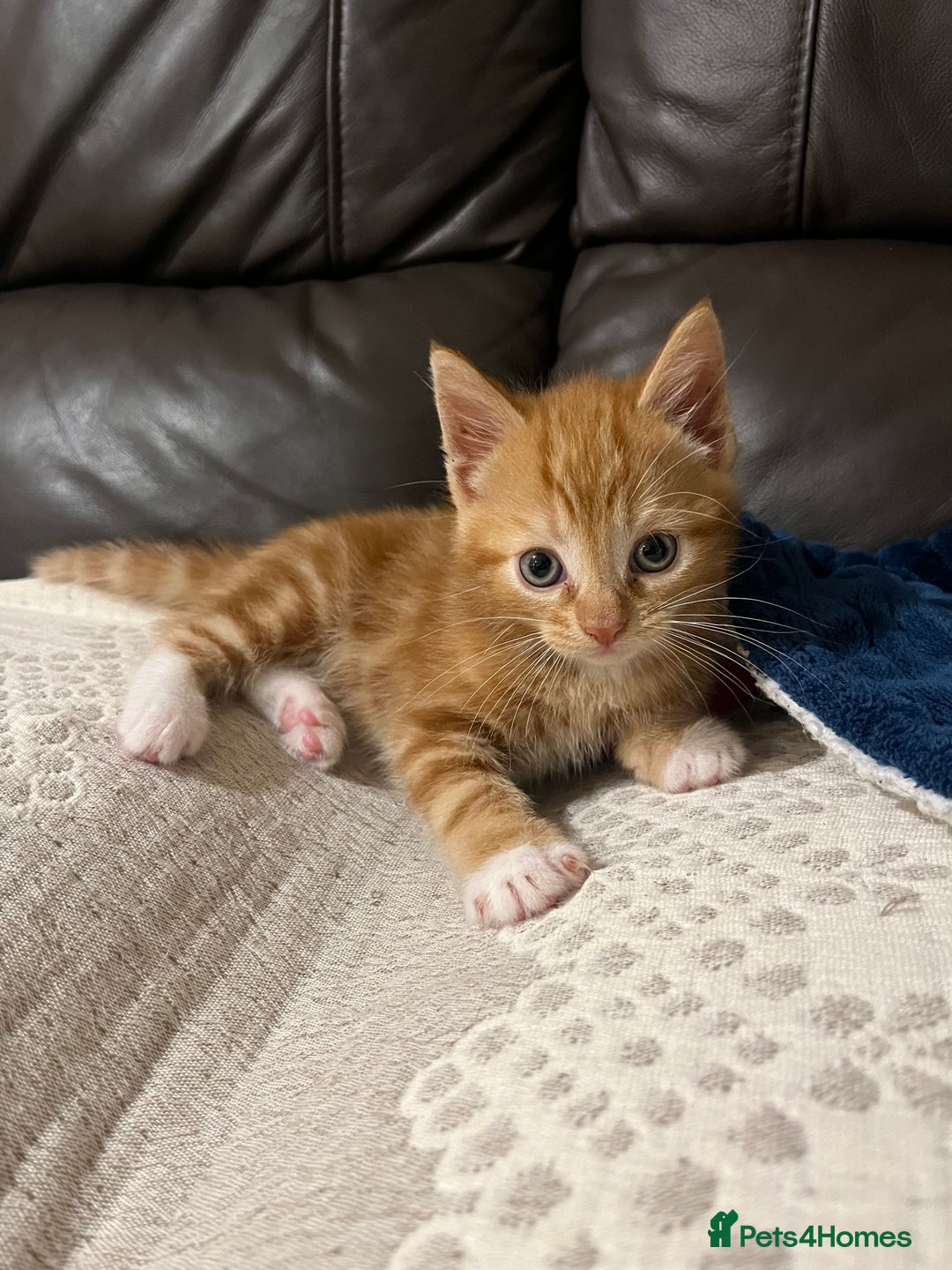 Mixed Breed cats for sale: 3 friendly fluffy female kittens for sale - Image 9