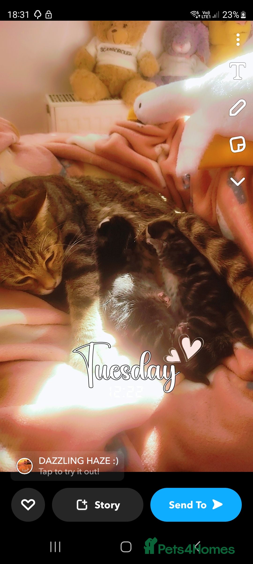 Mixed Breed cats Tabby British blue kittens  - Advert 1