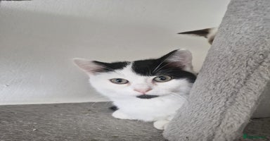 Selkirk Rex cats Tica registered pedigree selkirk rex kittens - Advert 10