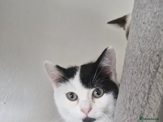 Selkirk Rex cats Tica registered pedigree selkirk rex kittens - Advert 1