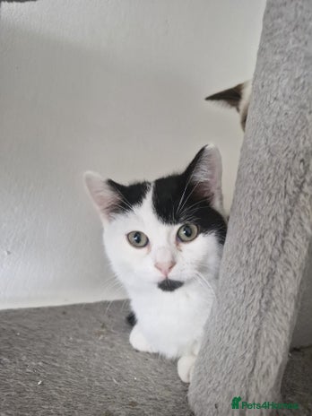 Selkirk Rex cats Tica registered pedigree selkirk rex kittens - Advert 1