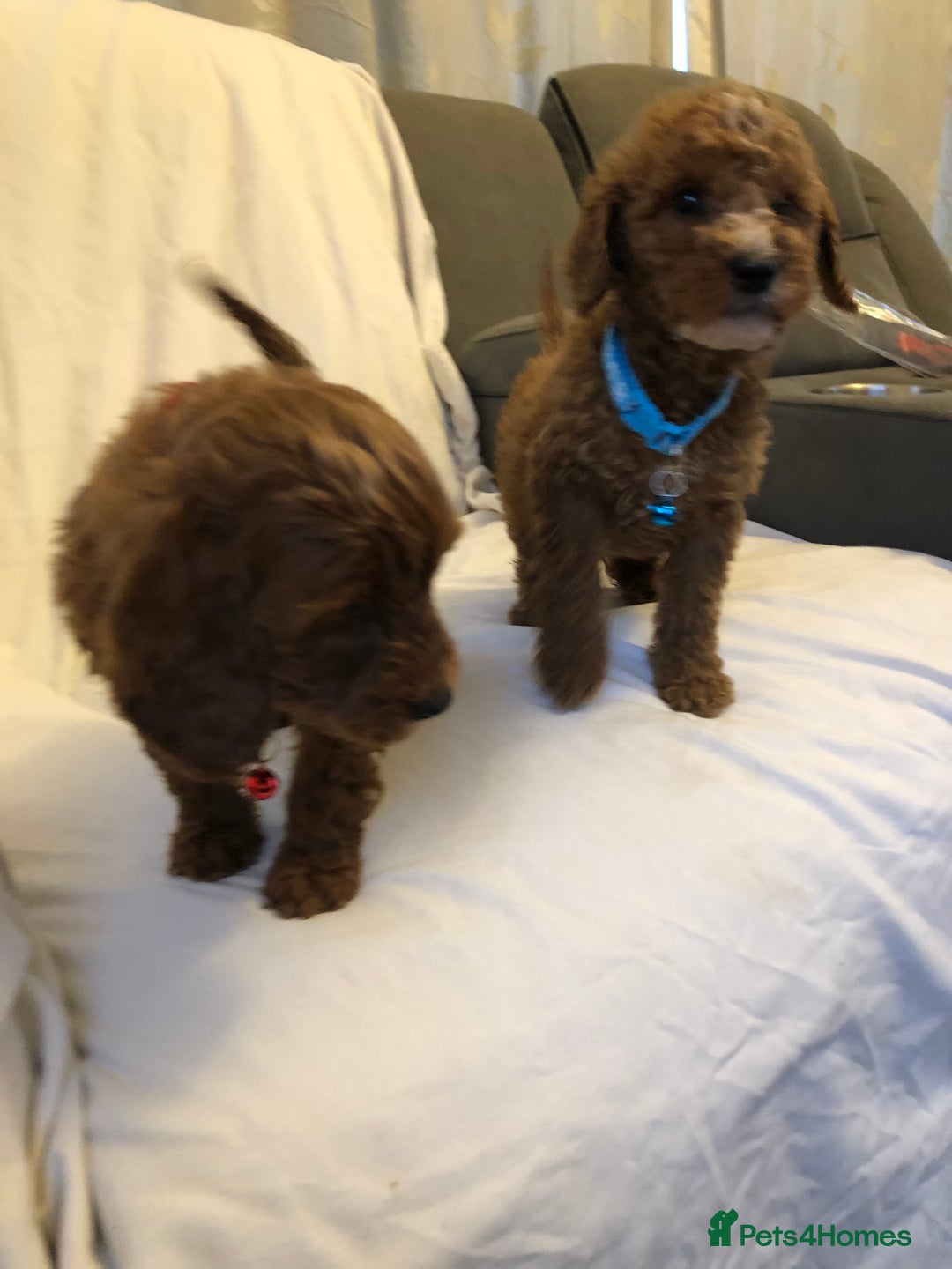 Cockapoo dogs for sale: Cockapoos - Advert 10