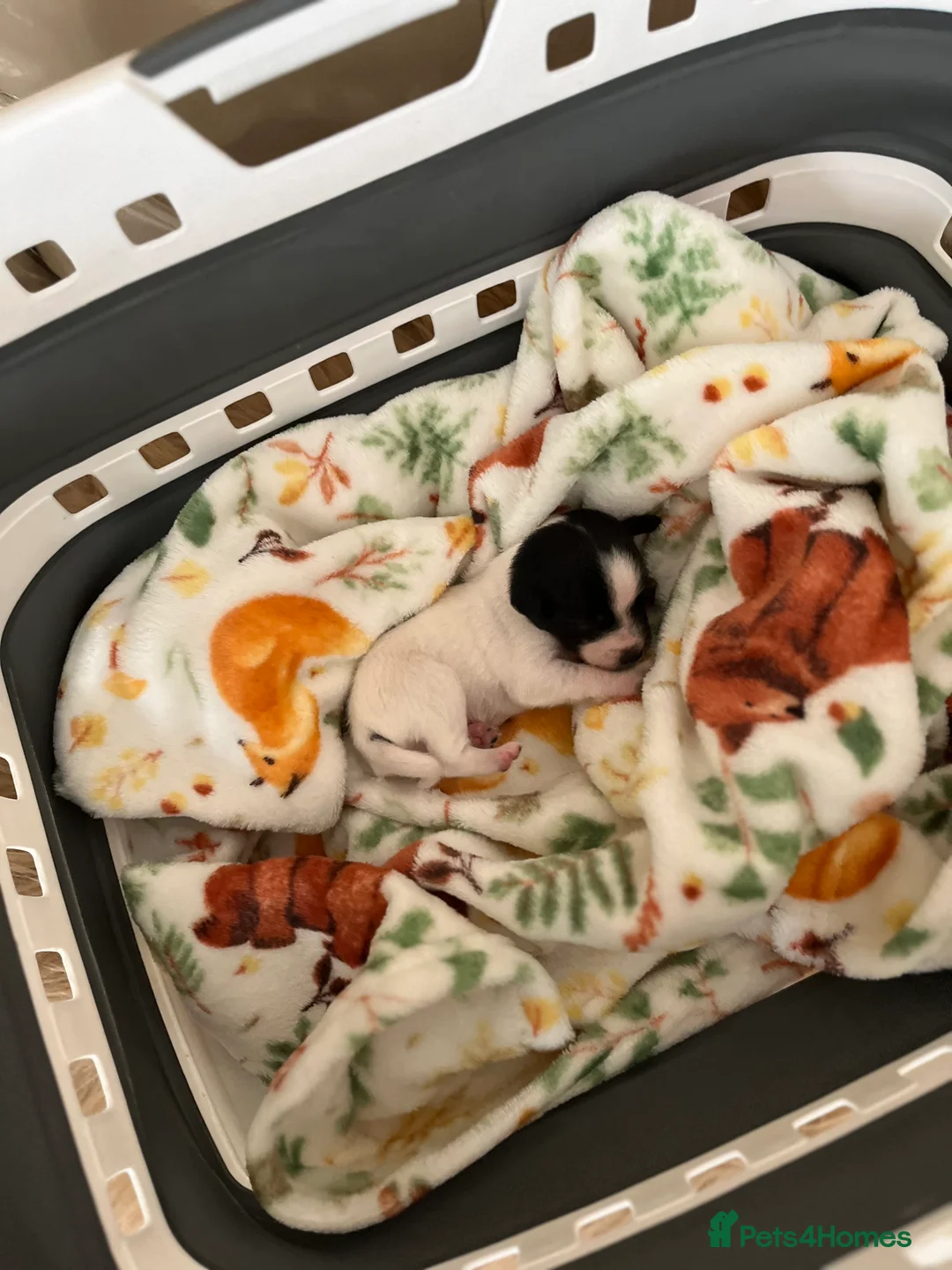Jack Russell dogs for sale: Puppies need there forever homes. - Advert 2