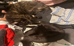 Mixed Breed cats for sale: 2 beautiful older kittens free to forever homes - Image 3