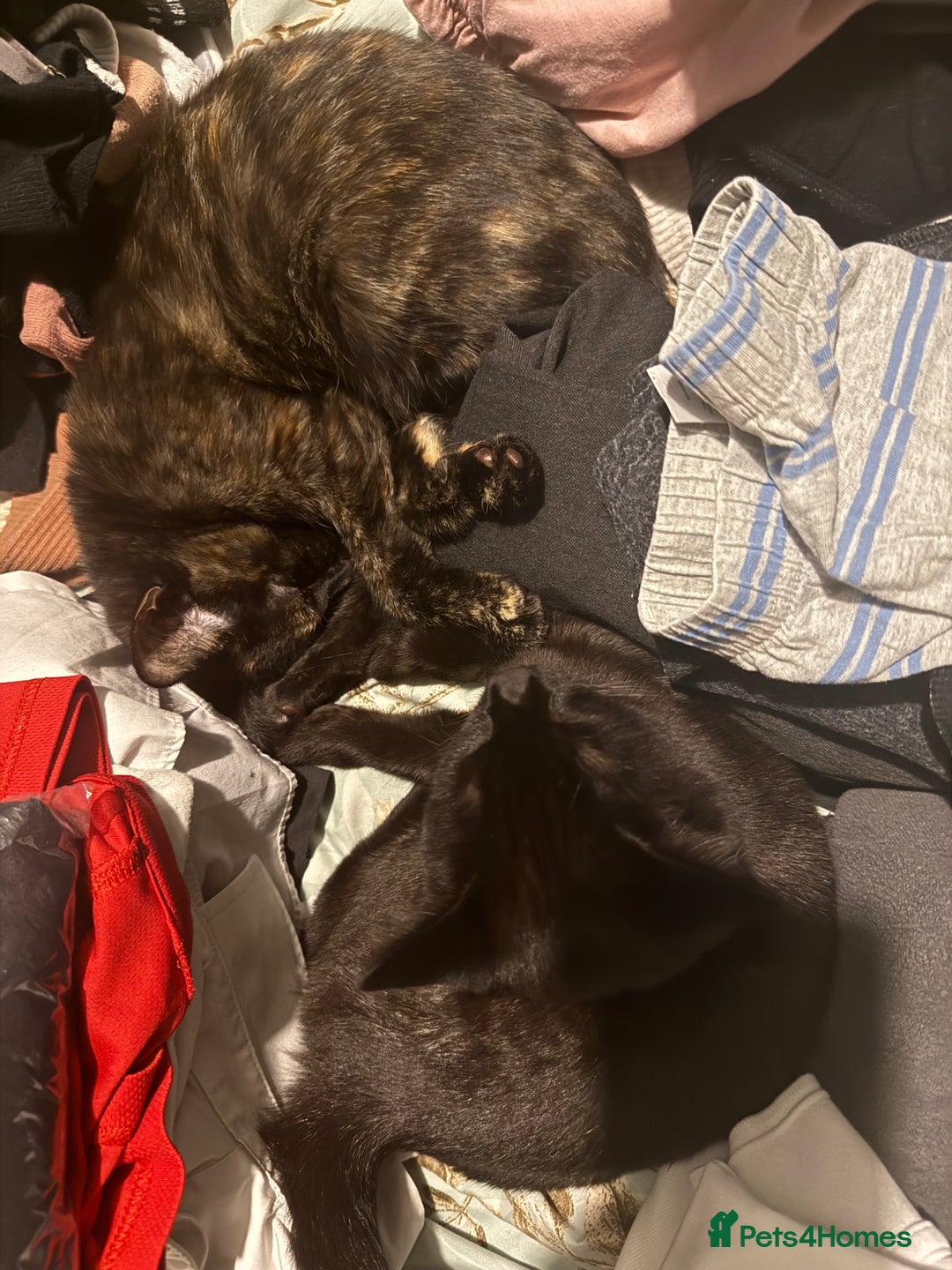 Mixed Breed cats for sale: 2 beautiful older kittens free to forever homes - Image 3
