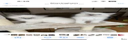 Ragdoll cats for sale: Sweet and cuddly  - Advert 7