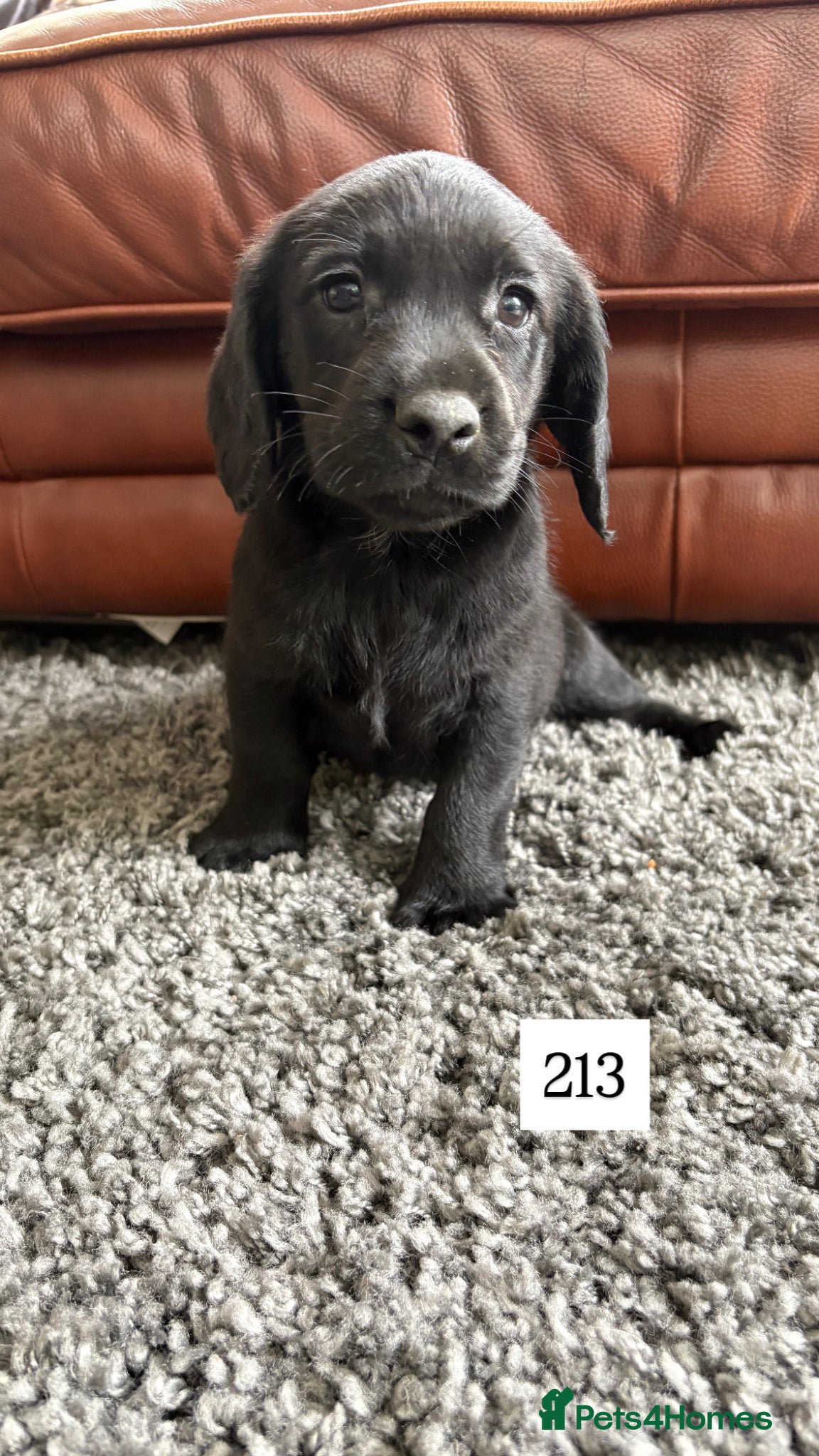 Cockerdor dogs for sale: Stunning Cockador Puppies for Sale - Advert 7