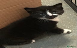 Domestic Shorthair cats for sale: Very pretty Black and White Kittens  - Image 3