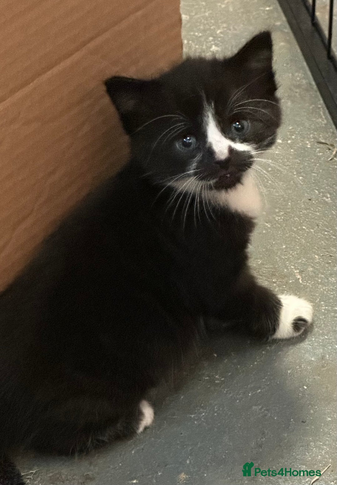 Domestic Shorthair cats for sale: Very pretty Black and White Kittens  - Image 3