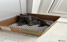 British Shorthair cats for sale: Chunky British Shorthair Kittens GCCF registered.  - Image 4