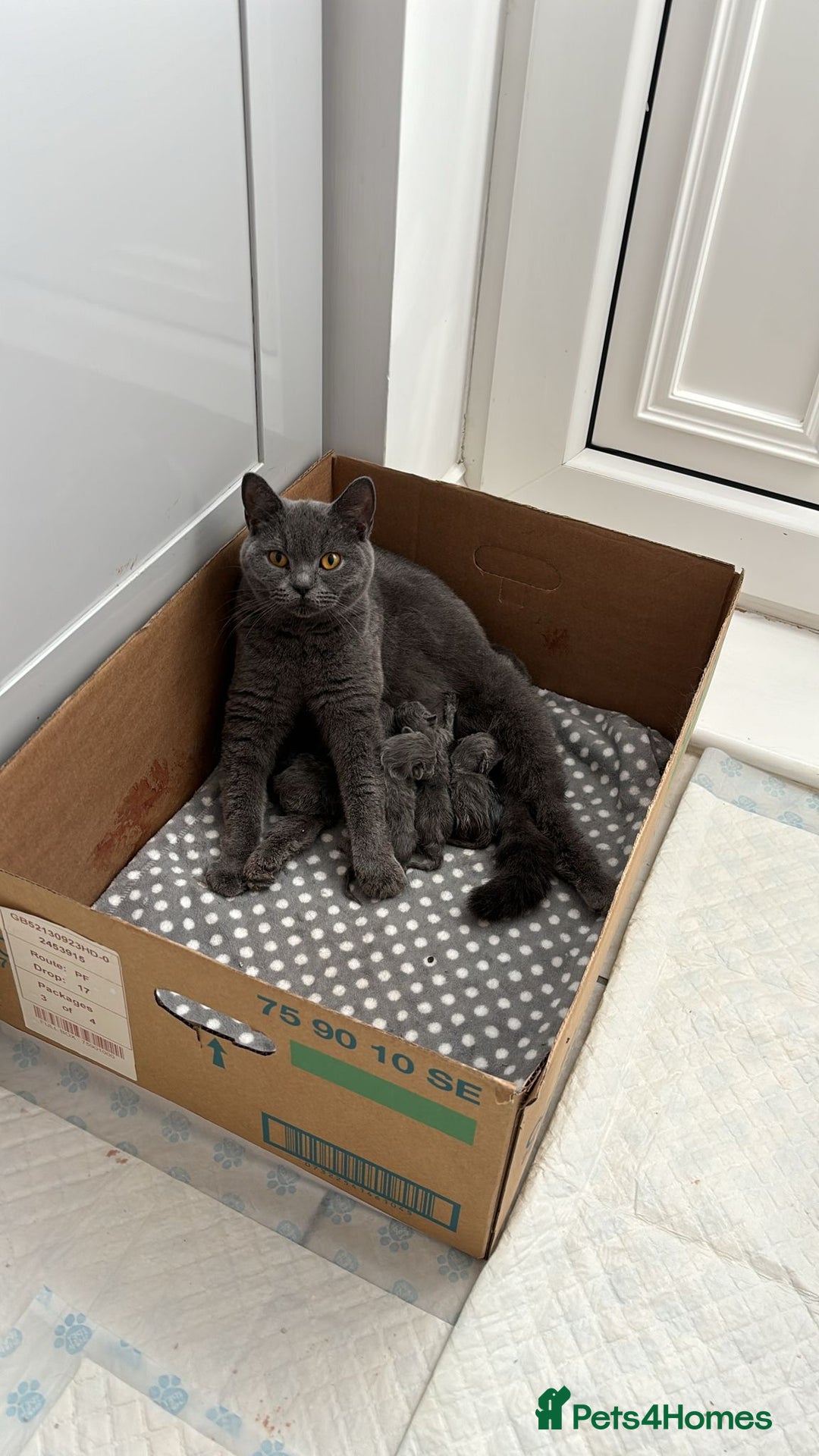British Shorthair cats for sale: Chunky British Shorthair Kittens GCCF registered.  - Image 4