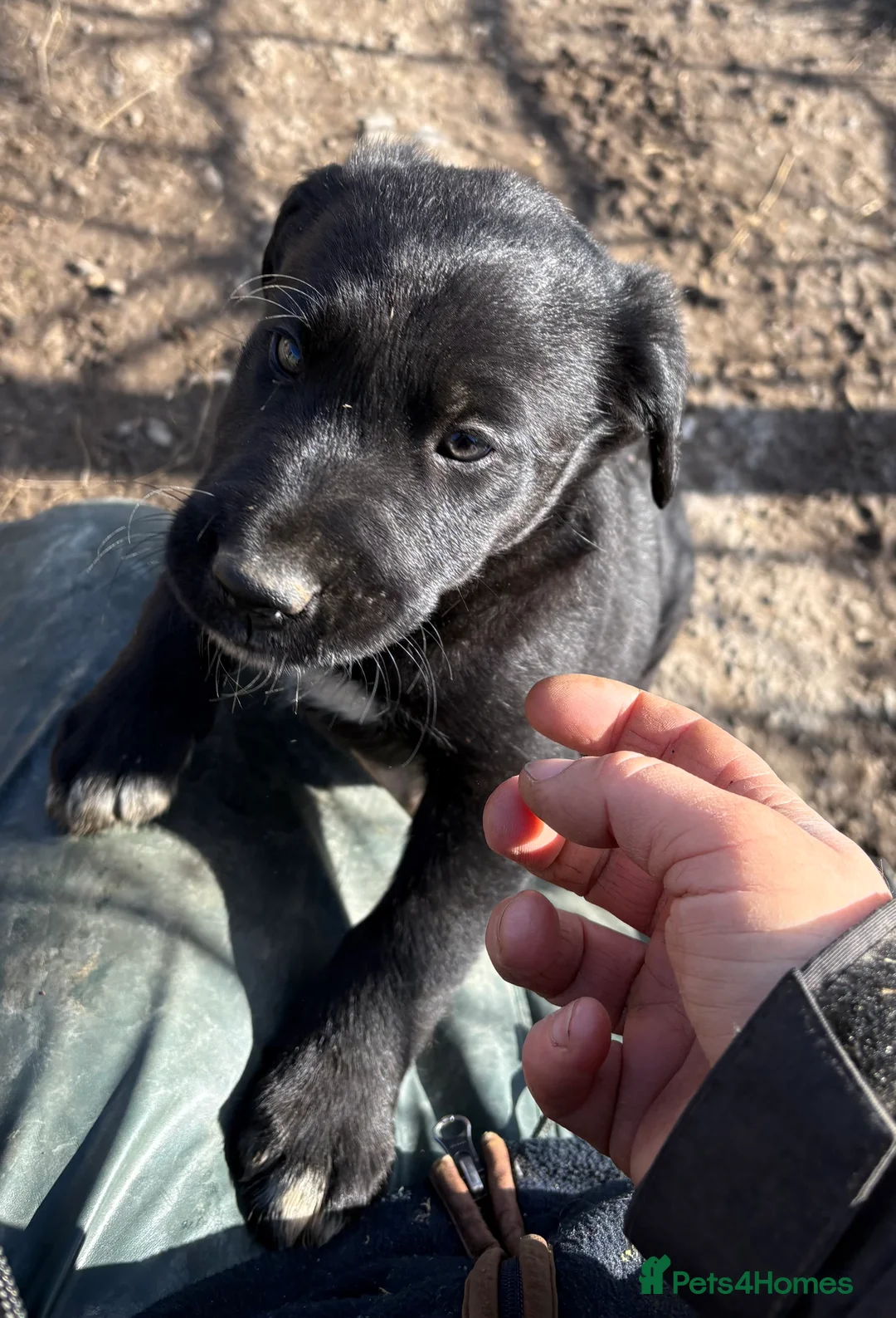 Borador dogs for sale: Beautiful Collie x Labrador puppies  - Advert 6