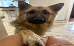 German Shepherd dogs for sale: Family reared GSD pups.  - Image 3