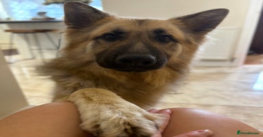 German Shepherd dogs - Advert 1