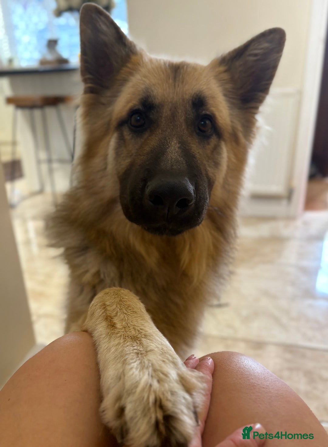 German Shepherd dogs for sale: Family reared GSD pups.  - Image 3