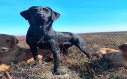 Labrador Retriever dogs for sale: Beautiful kc working Labradors - Image 14