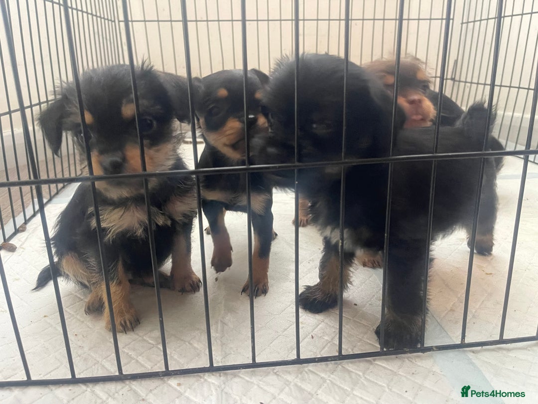 Mixed Breed dogs for sale: Jackapoo/French bulldog  - Advert 2