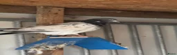 Pigeons birds for sale: Pakistani high flyers  - Advert 5
