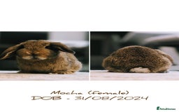 Mini Lop rabbits for sale: 2 female & 1 male mini lop-varying ages and prices - Image 1