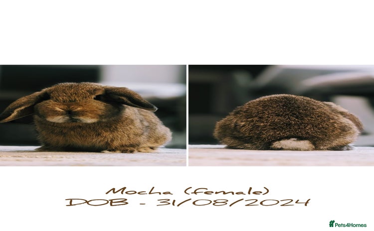 Mini Lop rabbits - Advert 2