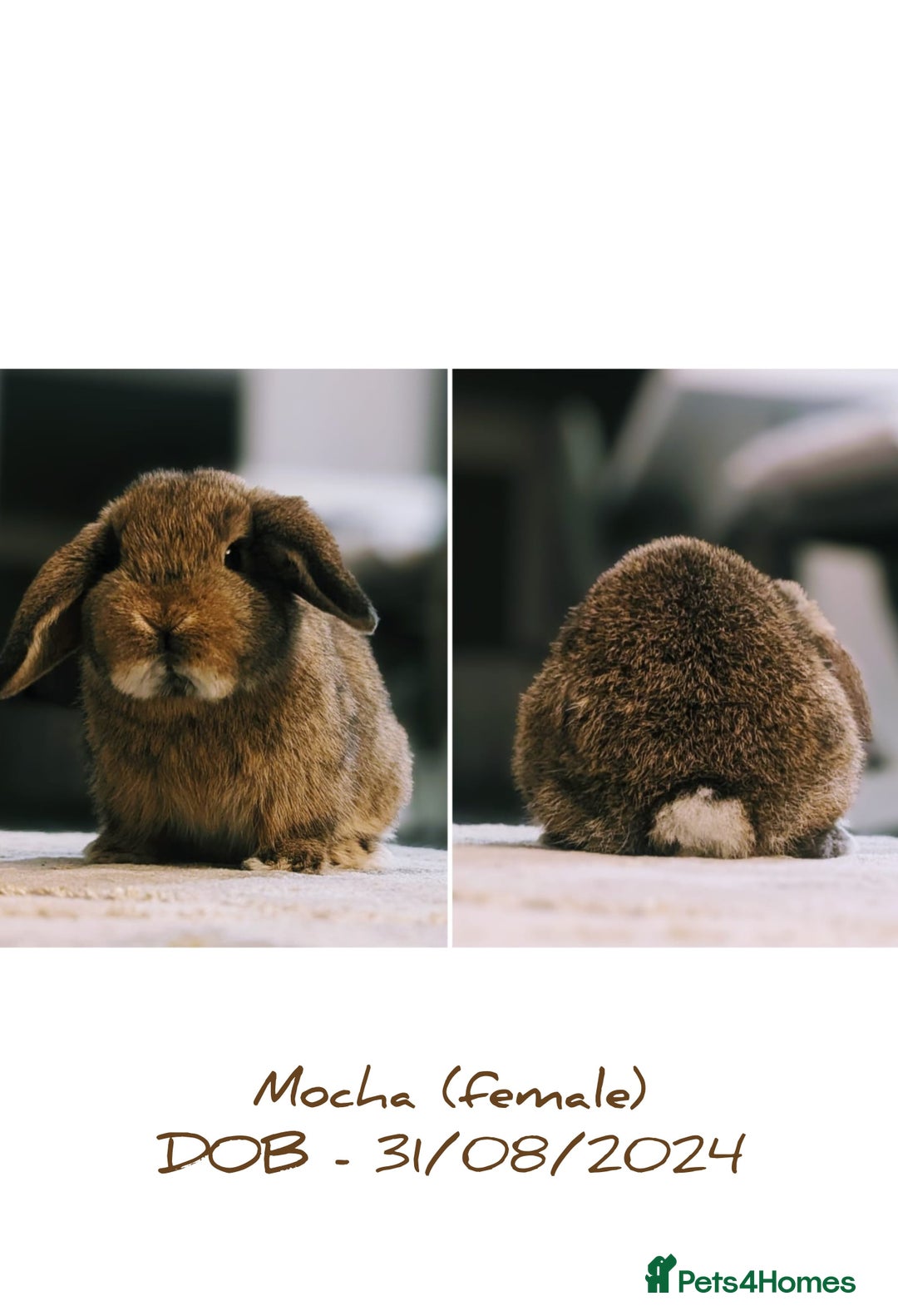Mini Lop rabbits for sale: 2 female & 1 male mini lop-varying ages and prices - Image 1