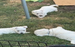 West Highland Terrier dogs for sale: West highland terrier  - Image 13