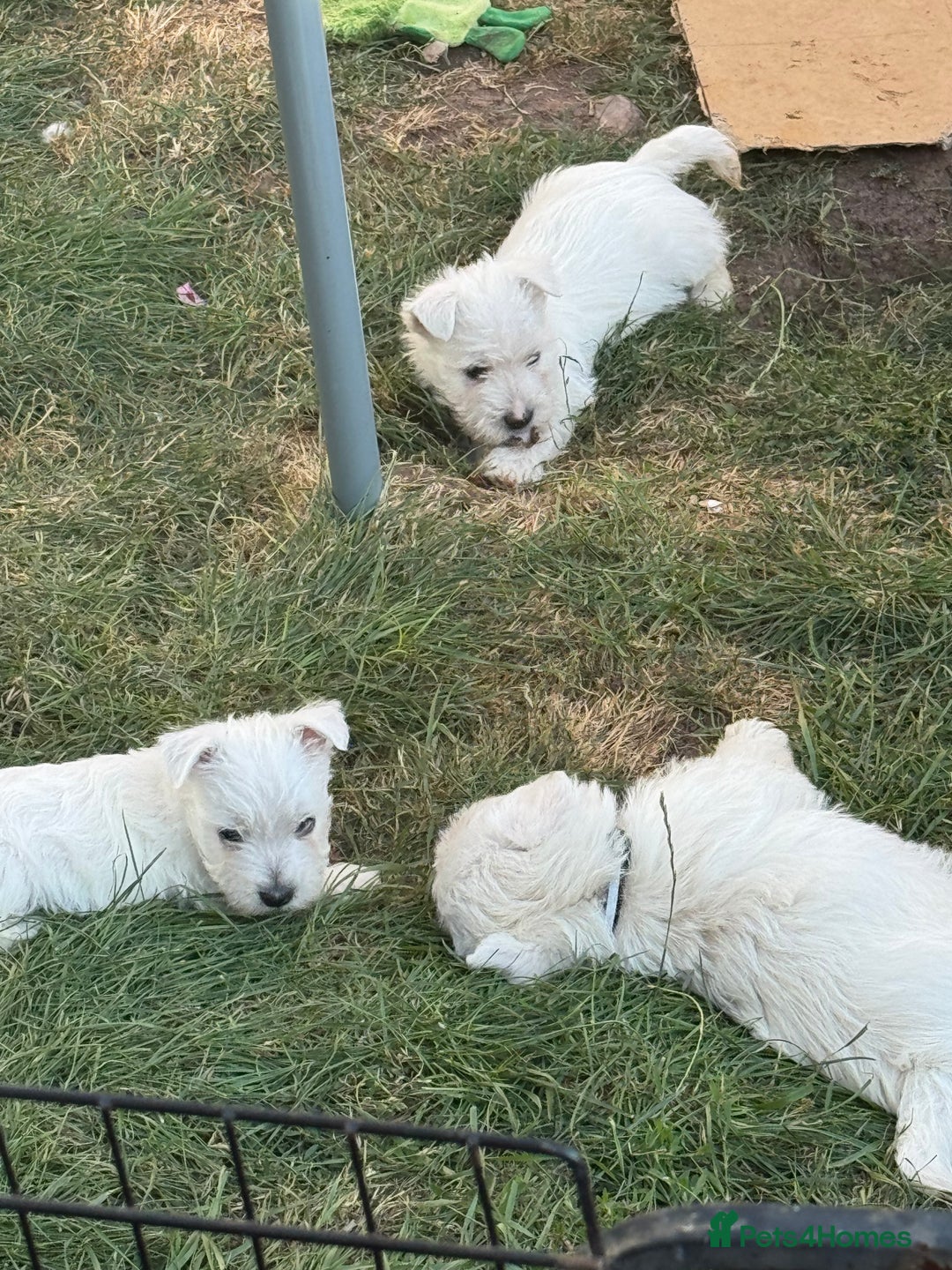 West Highland Terrier dogs for sale: West highland terrier  - Image 13