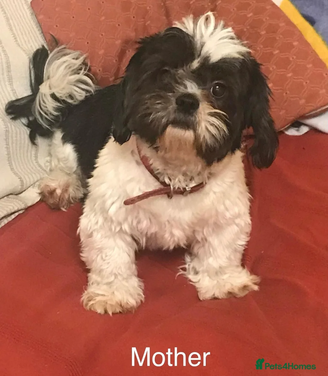 Shih Tzu dogs for sale: Shih Tzu Pups for sale in Dungannon - Advert 8