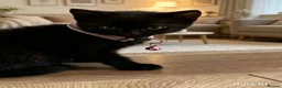 British Shorthair cats for sale: STUNNING BRITISH SHORTHAIR X DOM SHORTHAIR KITTENS - Advert 10