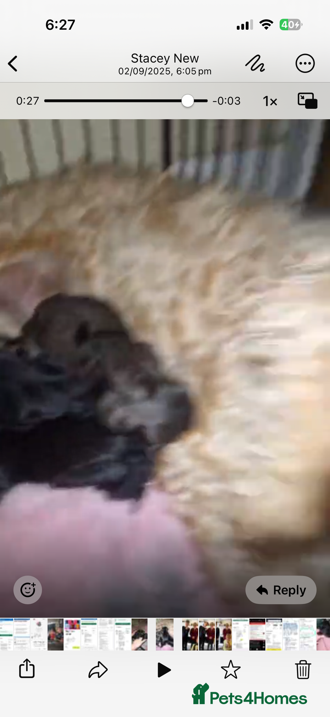 Cockapoo dogs for sale: For sale to beautiful pups  - Image 9