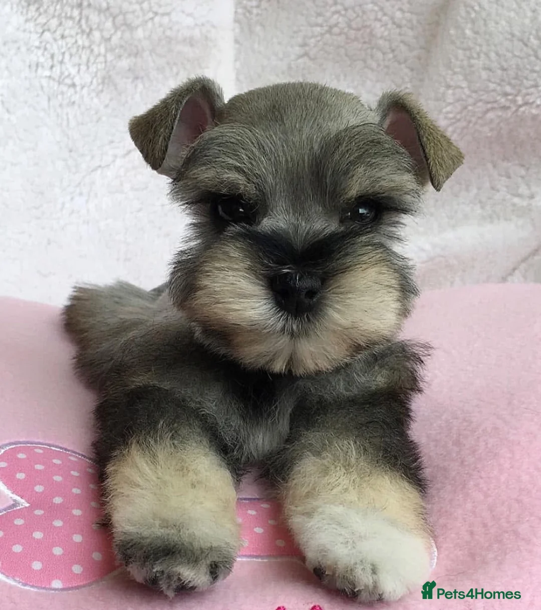 Miniature Schnauzer dogs for stud: KC REG Liver & Tan Miniature Schnauzer Stud - Advert 15
