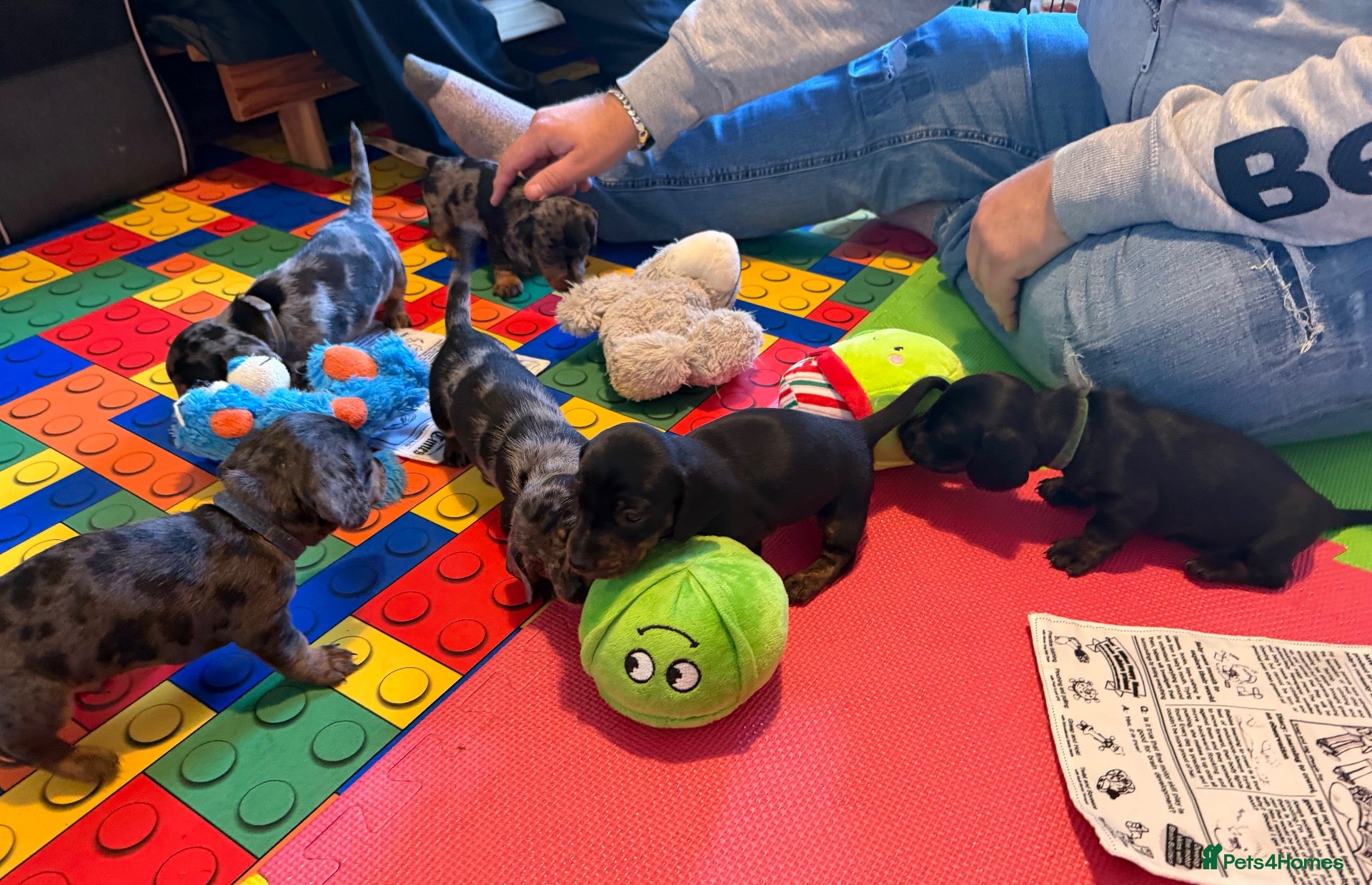 Miniature Dachshund dogs for sale: KC Mini Dachshund Silver Dapple Brindle Puppies  - Advert 1